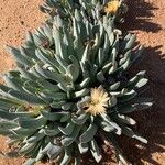 Cheiridopsis denticulata Hoja
