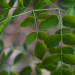 Moringa stenopetala Fuelha