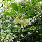 Staphylea pinnataFlower