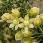 Asparagus acutifoliusFlower