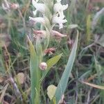 Spiranthes romanzoffiana Folio