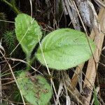 Claoxylon glandulosum Φύλλο