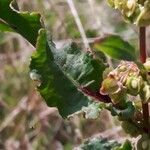 Rumex aquitanicus Likasa
