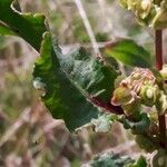 Rumex aquitanicus Leaf