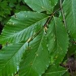 Fagus grandifoliaHoja