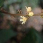 Sorindeia juglandifolia Floro