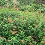 Euphorbia griffithii Flor