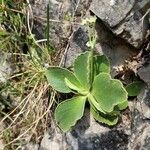 Primula auriculaBlatt