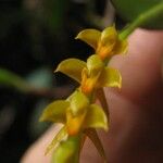 Bulbophyllum fuscum Bloem