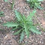 Verbascum prunellii Blatt