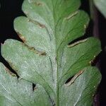 Pteris repens Blatt