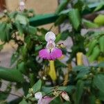 Impatiens balfourii Flower