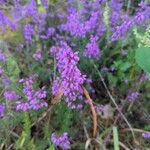 Erica cinerea Flor