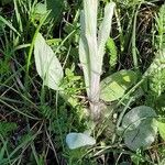 Tephroseris integrifolia Leaf