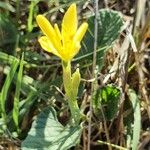 Narcissus cavanillesii Blomma