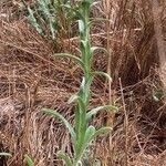 Centaurea melitensis Habitus