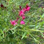 Oenothera lindheimeri Hoja