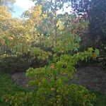 Liquidambar styraciflua Libunga