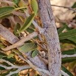 Ficus cordata Corteza