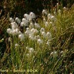 Trichophorum alpinum Pokrój