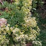 Hubertia ambavillaFlower