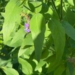 Galega orientalis Hostoa
