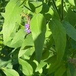 Galega orientalis Blatt