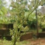 Polystachya odorata Flower