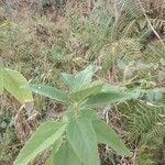 Salvia hispanica Blatt