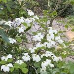 Cornus florida Çiçek