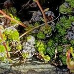 Saxifraga bryoides Feuille