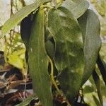 Hoya archboldiana Jani