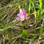 Primula pauciflora Fiore