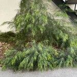 Acacia cognata Costuma