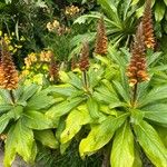 Digitalis canariensis Flower