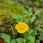 Stylophorum diphyllum Flower