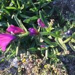 Echium sabulicola Blatt