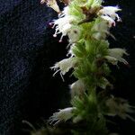 Elsholtzia fruticosa Blüte