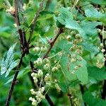 Ribes rubrum অভ্যাস