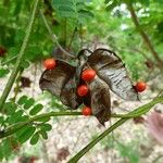 Abrus precatorius Fruit