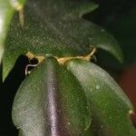 Schlumbergera truncata 葉