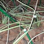 Crinum viviparum Leaf