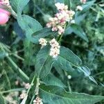 Persicaria lapathifoliaBlad