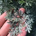 Artemisia absinthium برگ