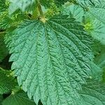 Urtica membranaceaبرگ