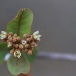 Psorospermum febrifugum Blüte