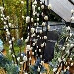 Salix discolor Corteza