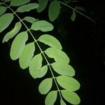 Robinia pseudoacaciaLeaf