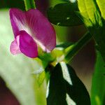 Vicia sativa Blomma