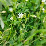 Cerastium holosteoides ᱵᱟᱦᱟ